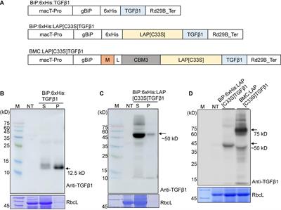 Production of Recombinant Active Human TGFβ1 in Nicotiana benthamiana